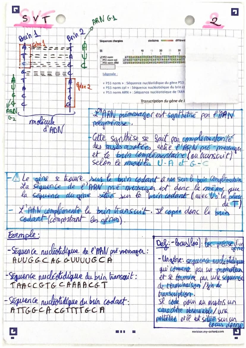 l'espression du patrimoine génétique
SVT
Rappels : Les proteines sont le résultat de l'expression génétique.
-Les acide nudeiques sont des m