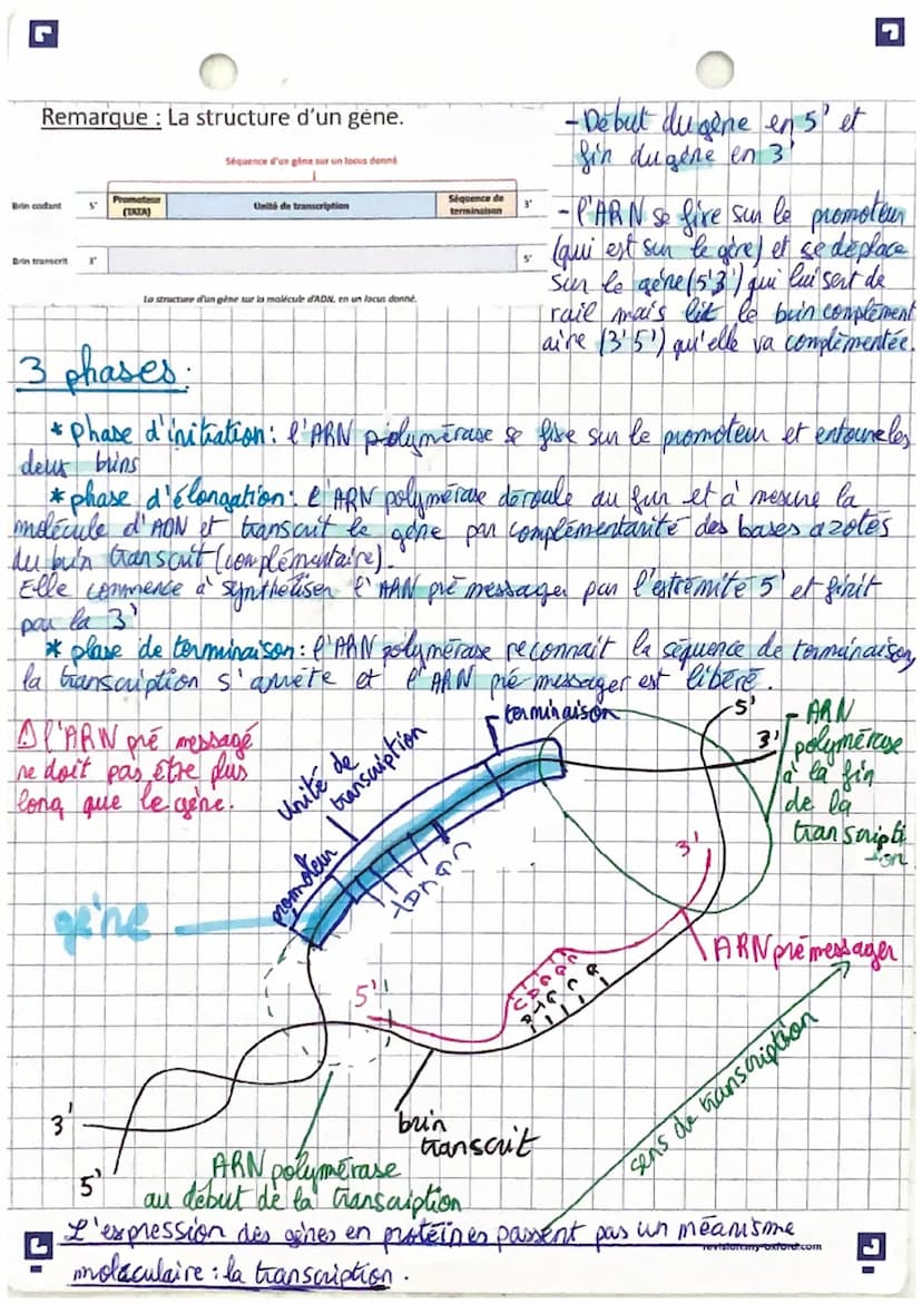 l'espression du patrimoine génétique
SVT
Rappels : Les proteines sont le résultat de l'expression génétique.
-Les acide nudeiques sont des m