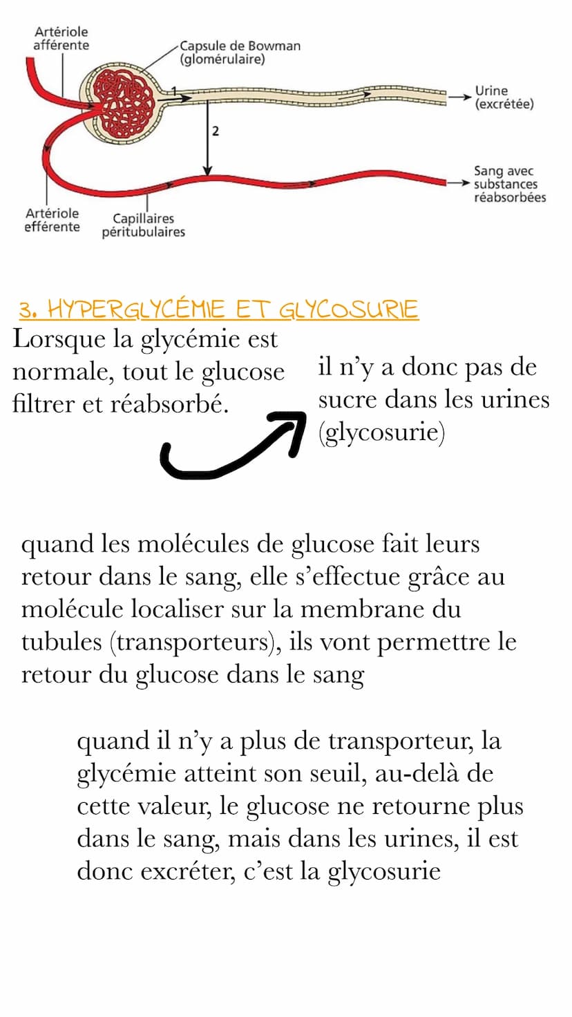 NOTEBOOK DIAGNOSTIQUER UN
DIABÈTE
un affaiblissement des mécanismes de régulation
du milieu intérieur peut être à l'origine de
pathologies. 