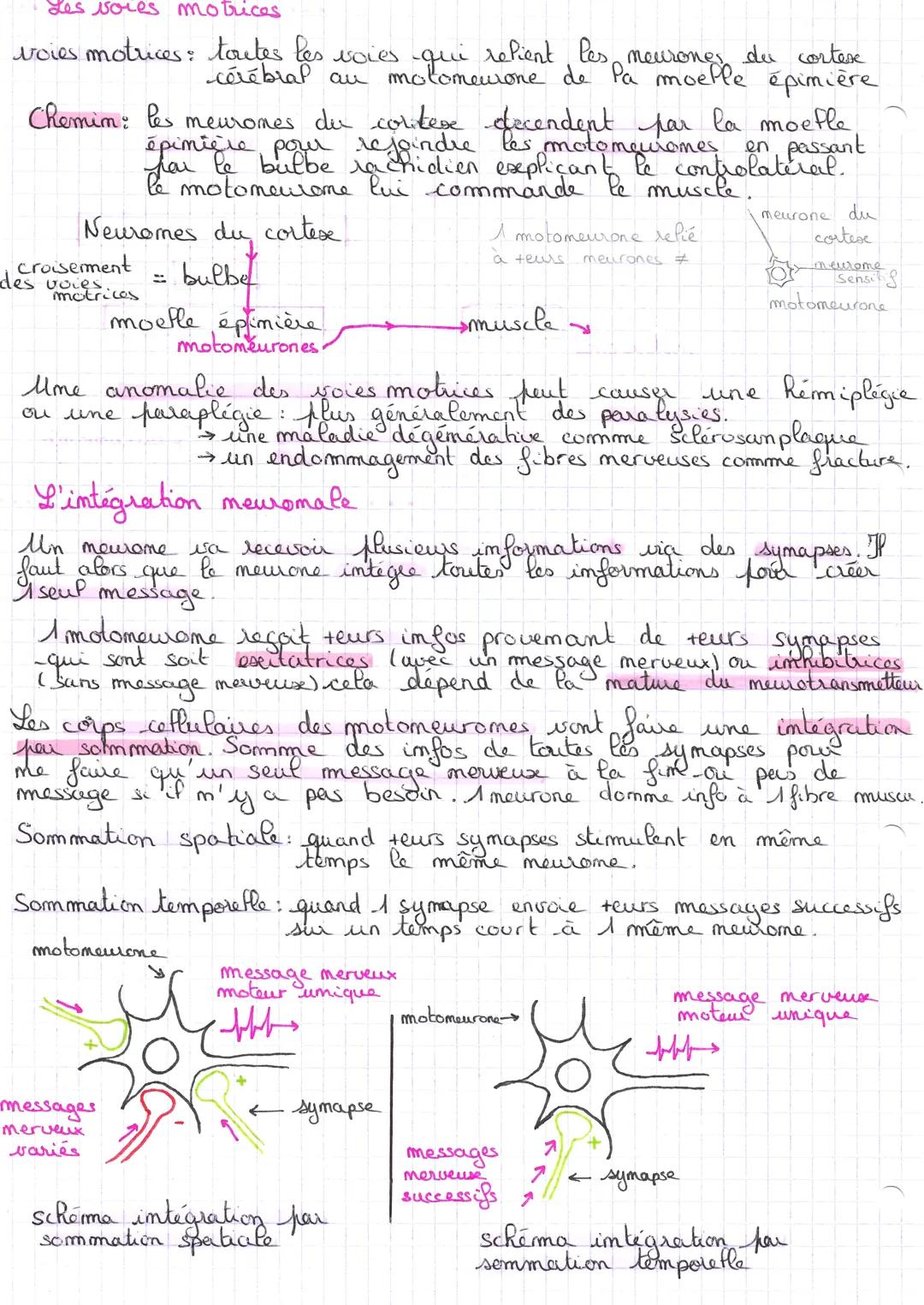 # Chap 6

Berveau et motricité volontaire

Contrairement cyuse movements reflexes
moefle epiniere, les mouvements volontaires, euse, necessi