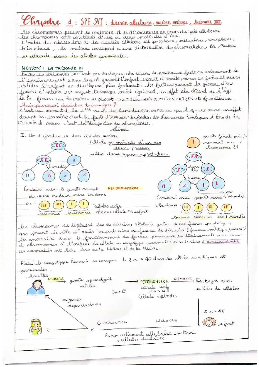 division cellulaires anomalie (trisomie 21 schémas) +schéma caryotype humain et sa conservation svt spécialité premiere biologie la division cellulaire  