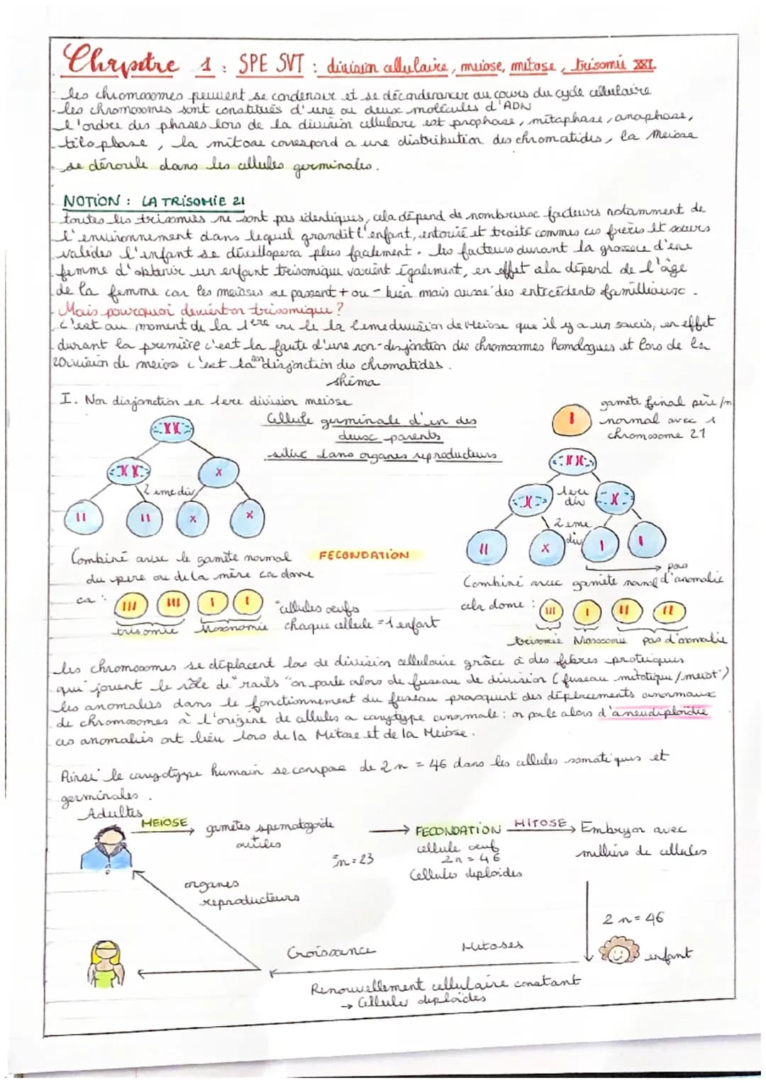Chapitre
les chromosomes peuvent se condenoir et se déconderancer au cours du cycle cellulaire
les chromosomes sont constitués d'une ou deux