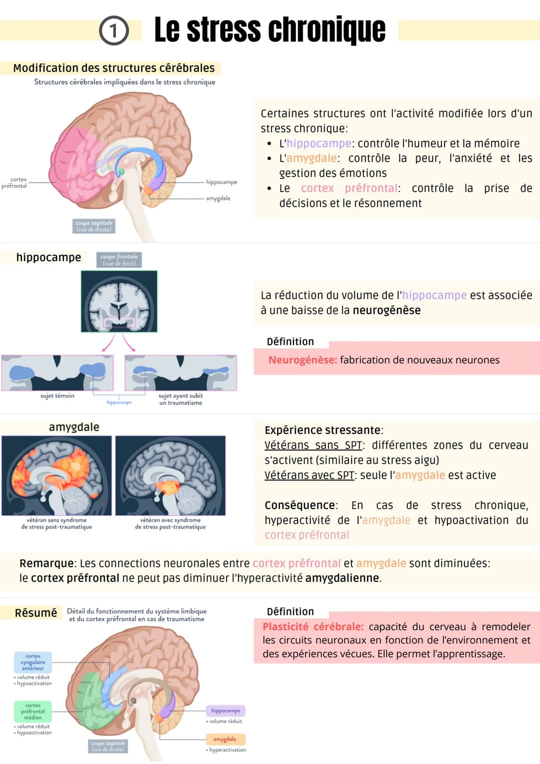 (1)
Modification des structures cérébrales
Structures cérébrales impliquées dans le stress chronique
cortex
prefrontal
hippocampe
sujet témo