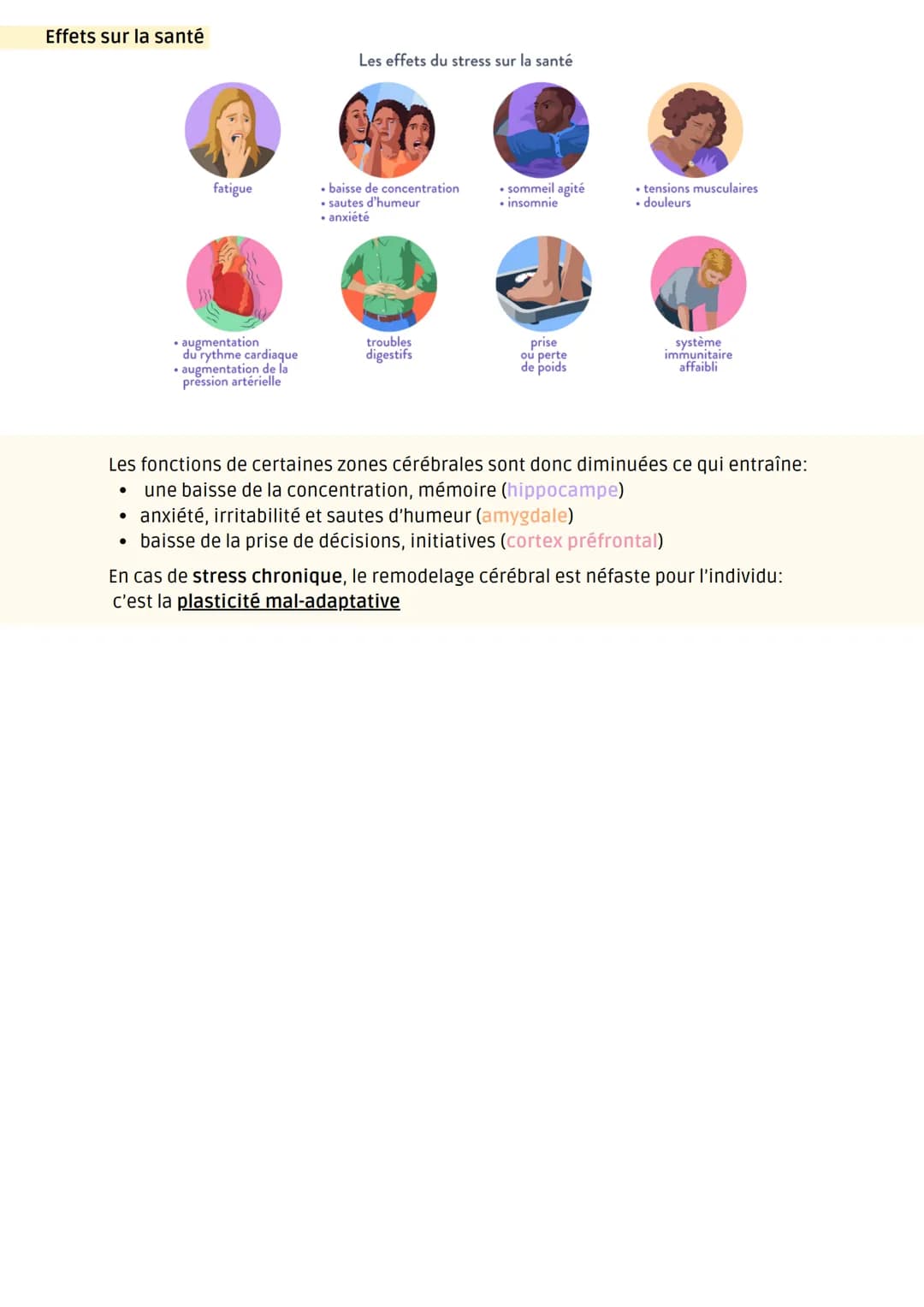(1)
Modification des structures cérébrales
Structures cérébrales impliquées dans le stress chronique
cortex
prefrontal
hippocampe
sujet témo
