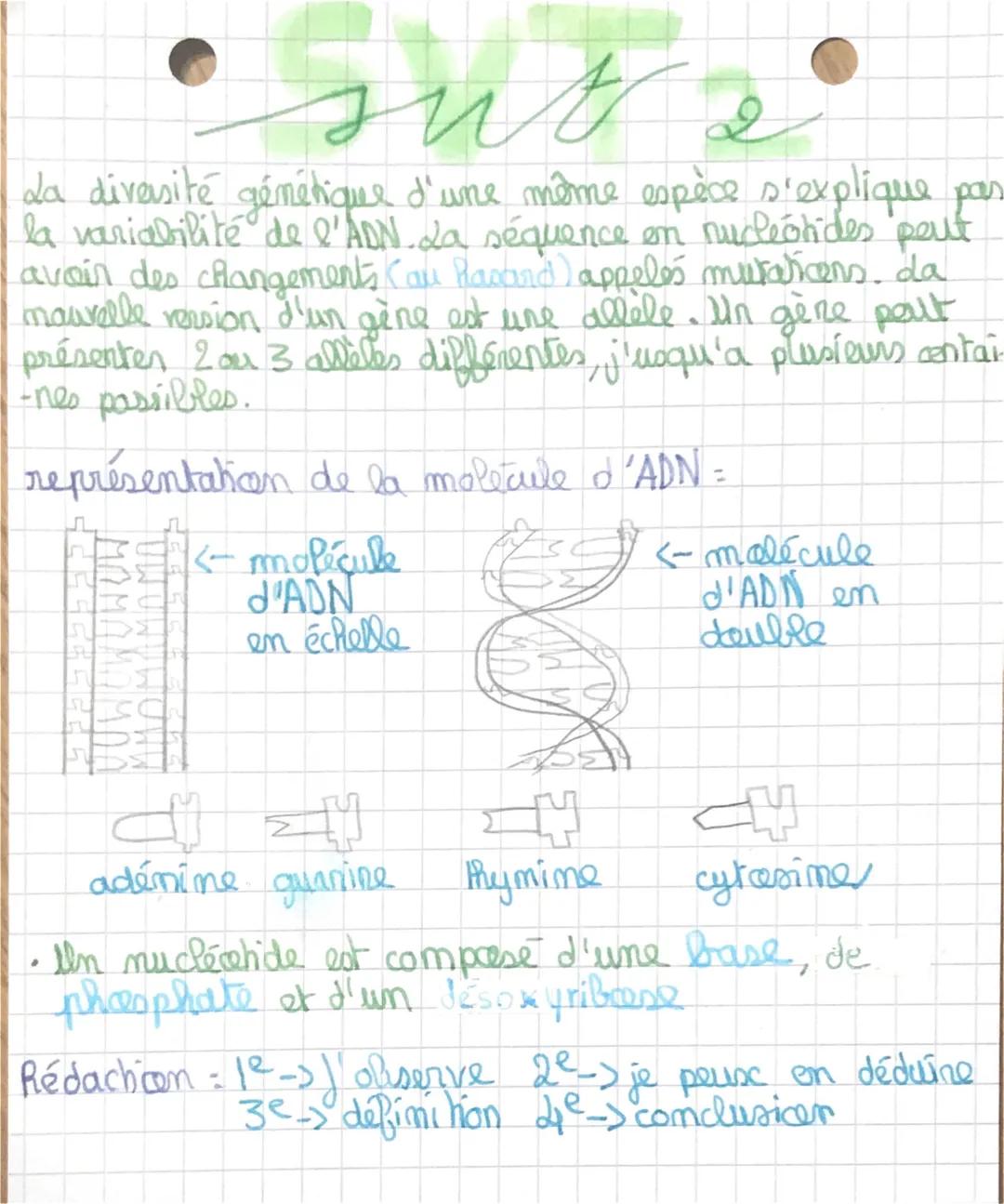 sut é
2
La diversité génétique d'une même espèce s'explique pas
la variabilité de l'ADN. La séquence on nucleotides peut
avoir des changemen