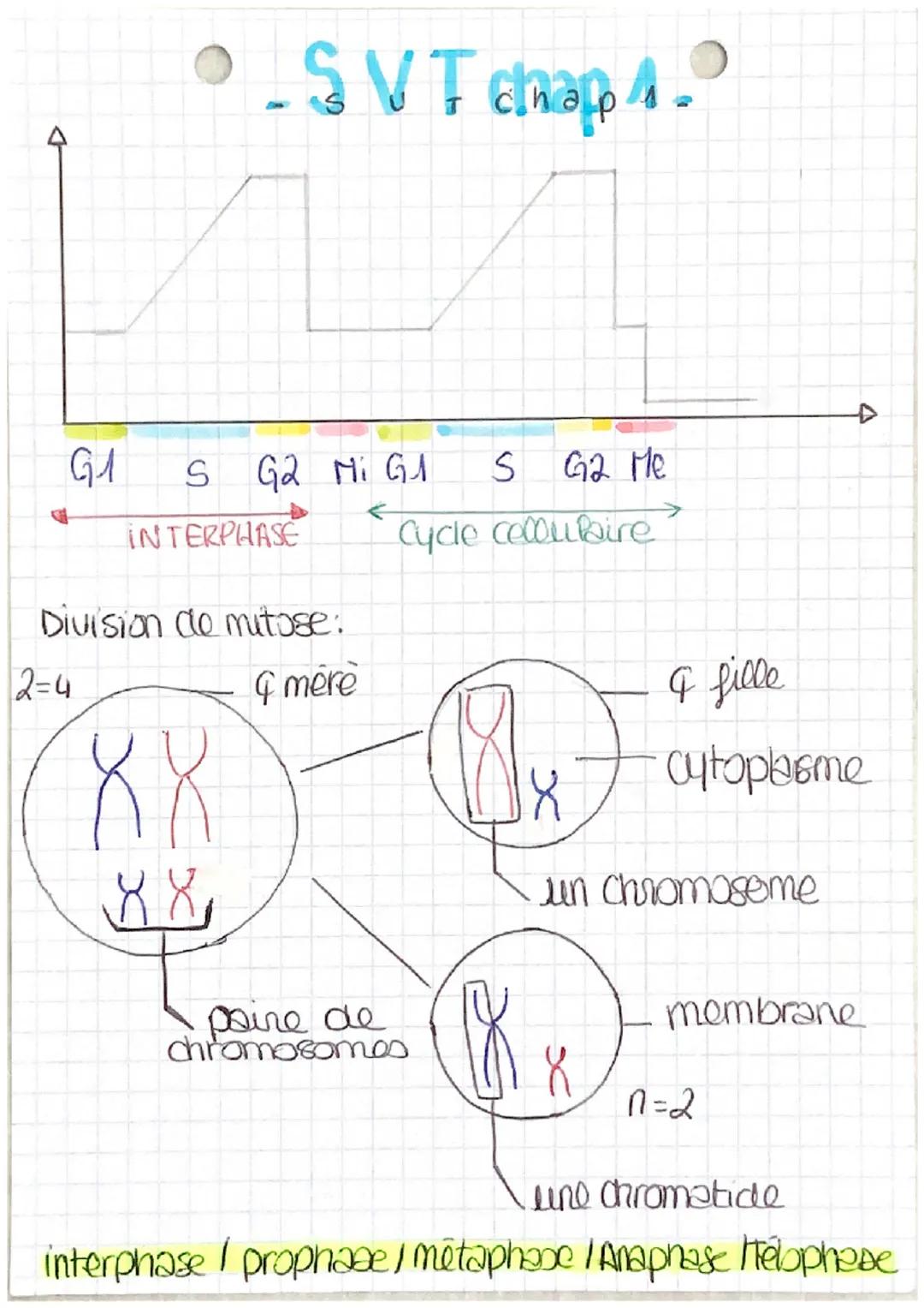 G1
2=4
• SVT chap 4.
INTERPHASE
Division de mitose:
4 mere
x
S G2 Mi G1
S G2 Me
Cycle cellulaire
XX
88
paire de
chromosomes
0x
& fille
cytop