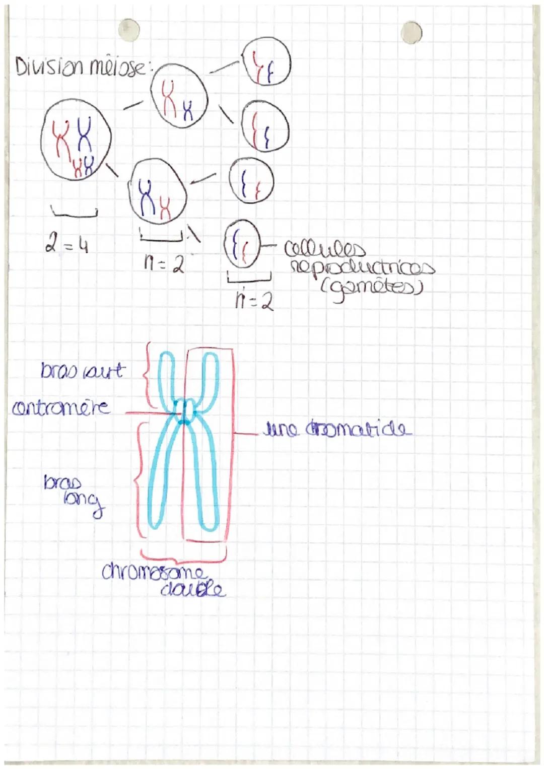 G1
2=4
• SVT chap 4.
INTERPHASE
Division de mitose:
4 mere
x
S G2 Mi G1
S G2 Me
Cycle cellulaire
XX
88
paire de
chromosomes
0x
& fille
cytop