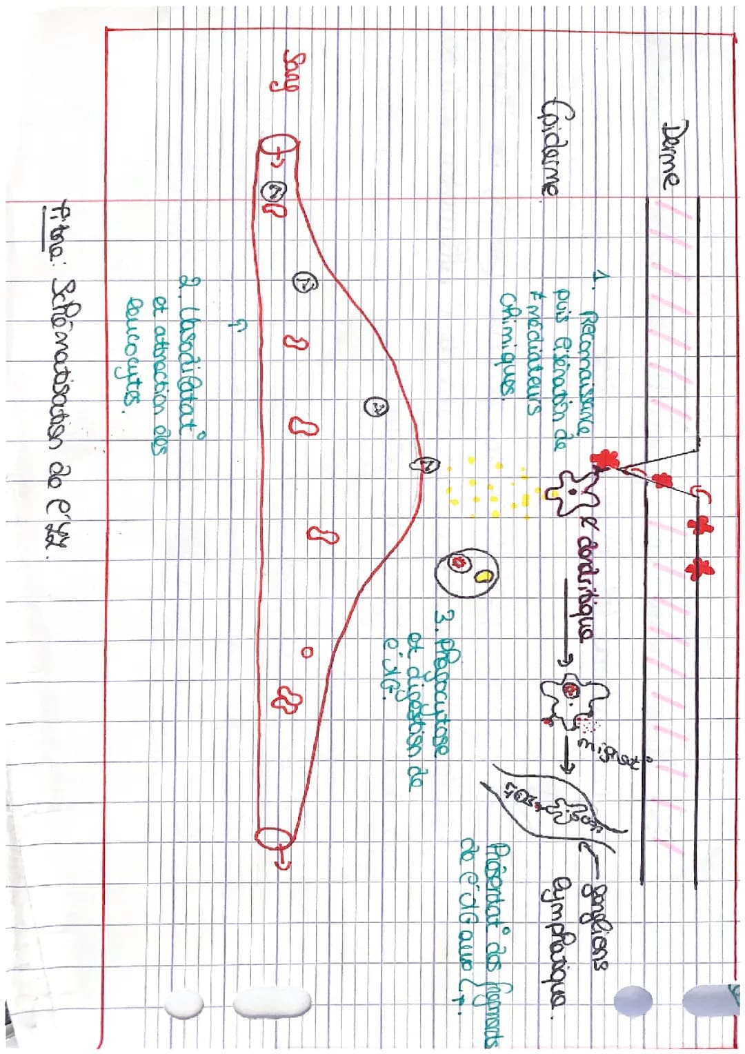 Fonctionnement de l’immunité innée et adaptative 