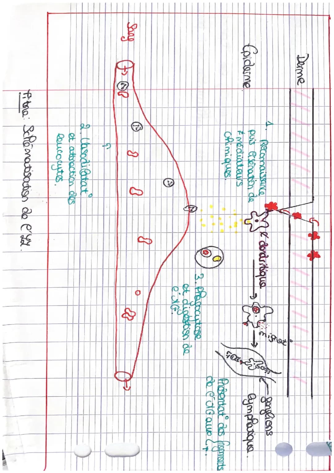 Derme
Goiderme
A
Reconnaissance
puis lisenation de
* médiateurs
Chimiques.
0
Me condritique
•
3. Phagocytose
et digestion de
exG.
ganglions
