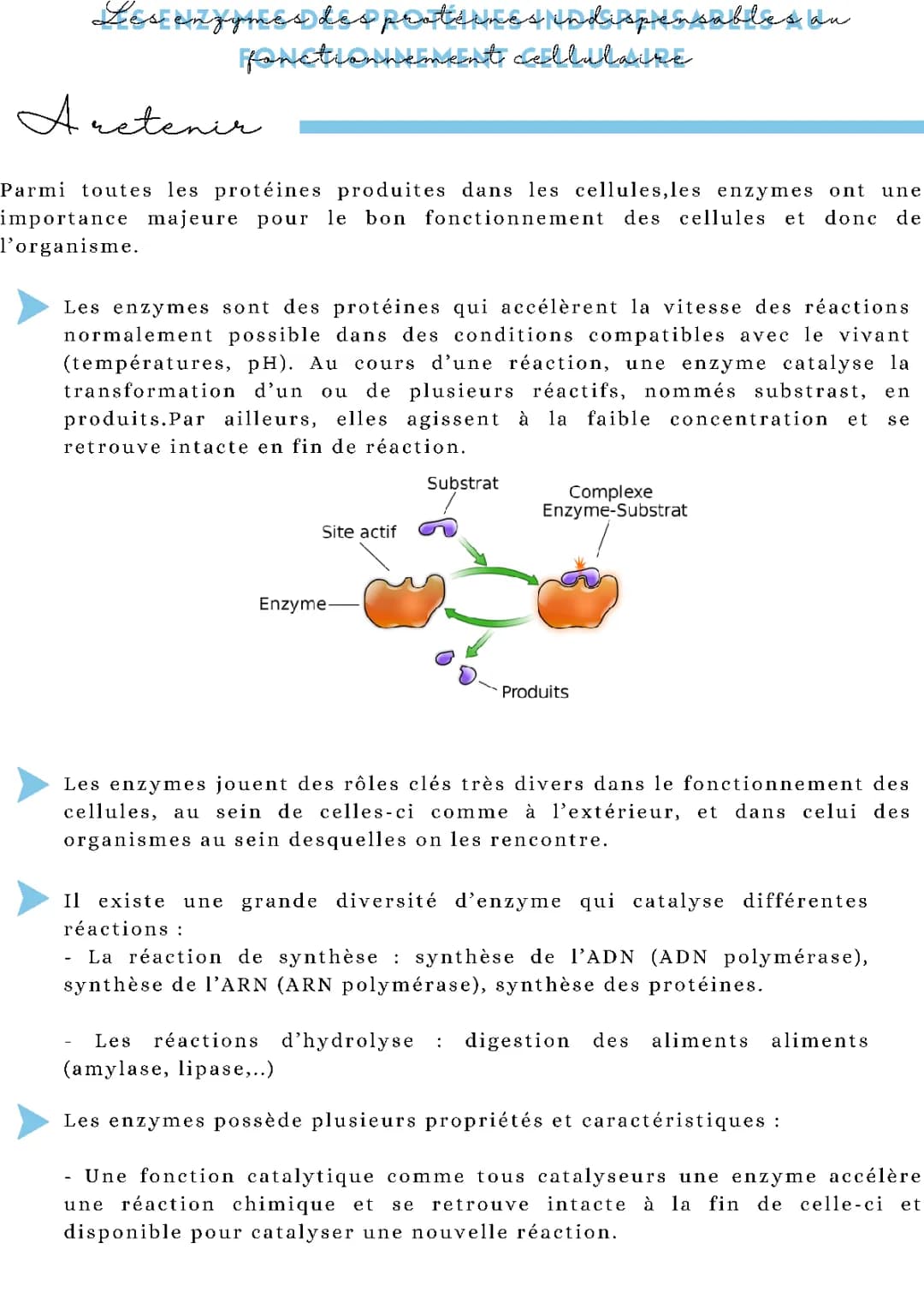 Cours et Exposés : Enzymes et Synthèse des Protéines pour les Jeunes Scientifiques