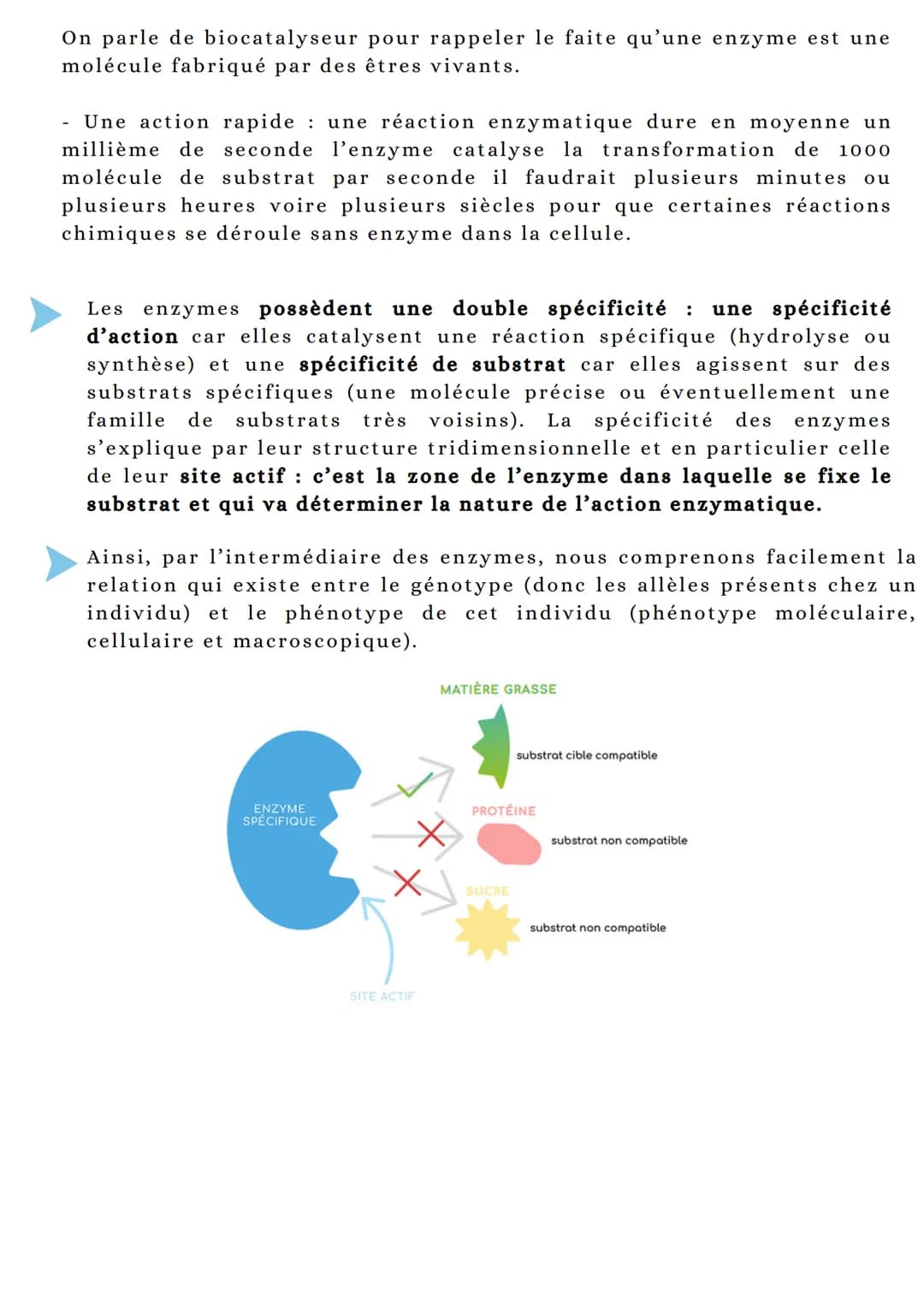 Les enzymes des porternes indispensables du
fonctionnement cellulauRE
Aretenir
Parmi toutes les protéines produites dans les cellules, les e