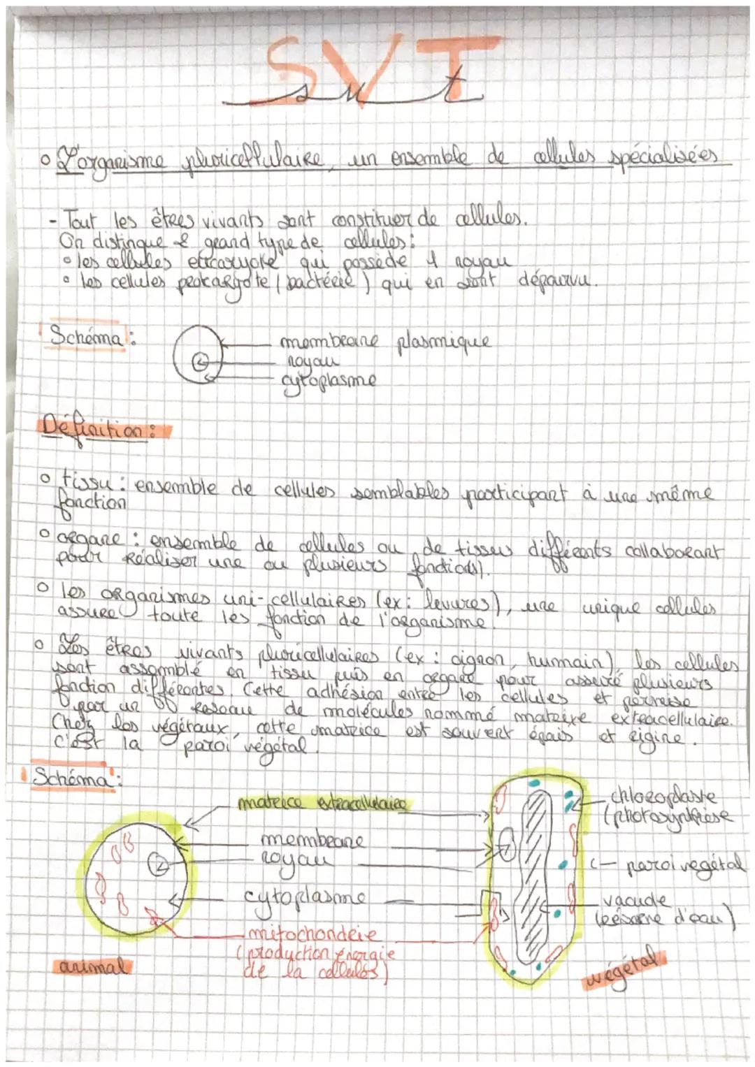 • Lorganisme pluoricellulaire
O
- Tout les êtres vivants sont constituer de cellules.
On distingue & geard type de cellules:
•
possede I noy