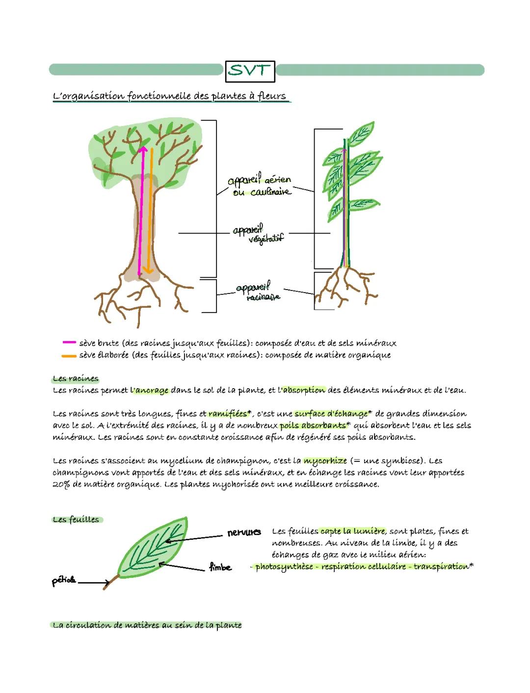 Organisation Fonctionnelle des Plantes à Fleurs: Fiche de Révision et Schémas SVT Terminale