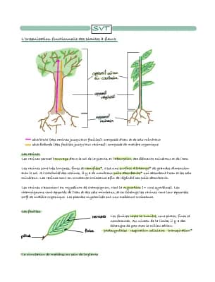 Know L'organisation fonctionnelle des plantes fleurs  thumbnail