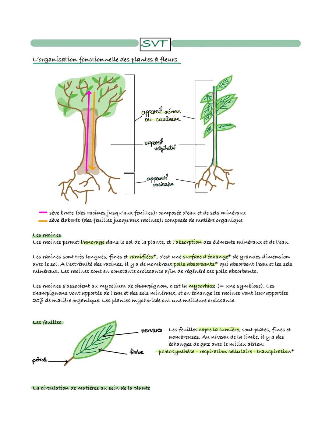 SVT
L'organisation fonctionnelle des plantes à fleurs
appareil aérien
ou caulinaire
・appareil
Les feuilles
_appareil
- sève brute (des racin
