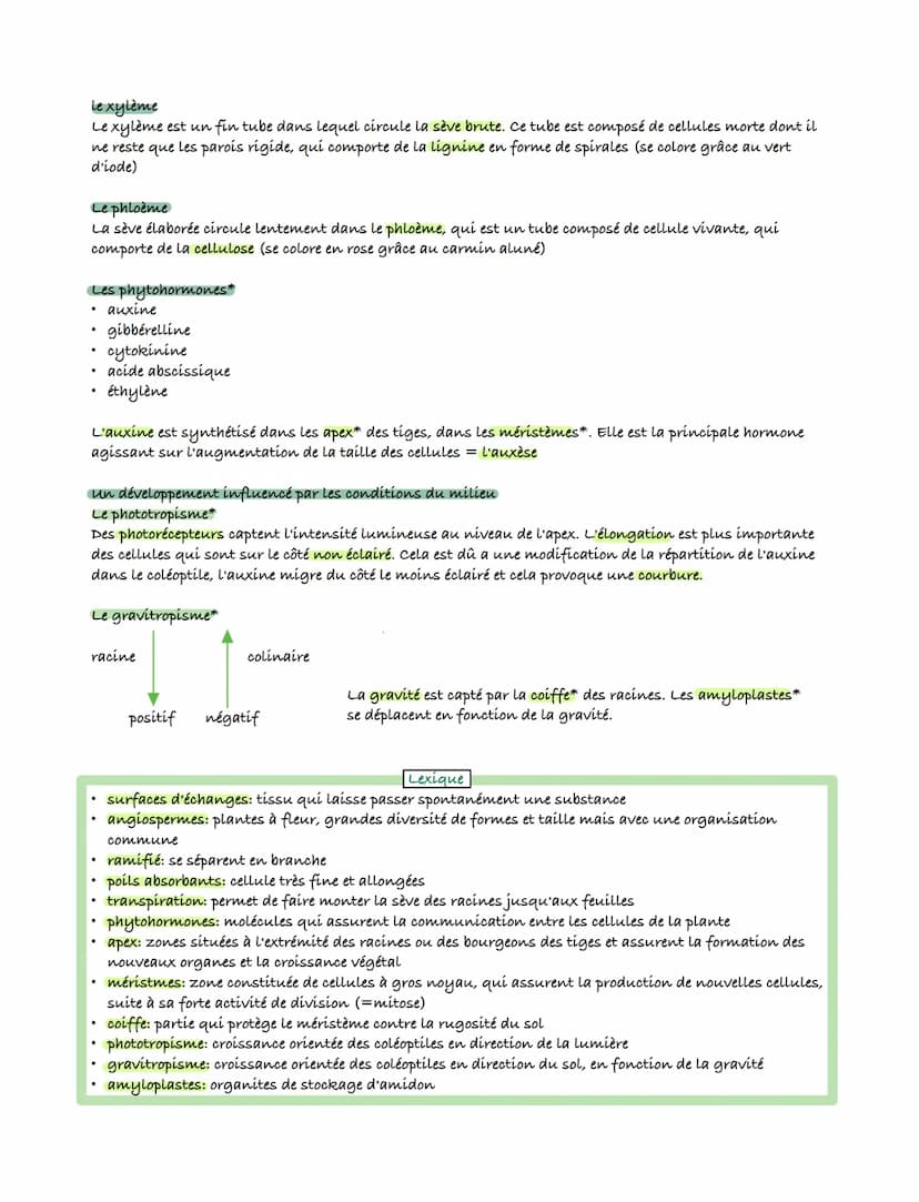 SVT
L'organisation fonctionnelle des plantes à fleurs
appareil aérien
ou caulinaire
・appareil
Les feuilles
_appareil
- sève brute (des racin