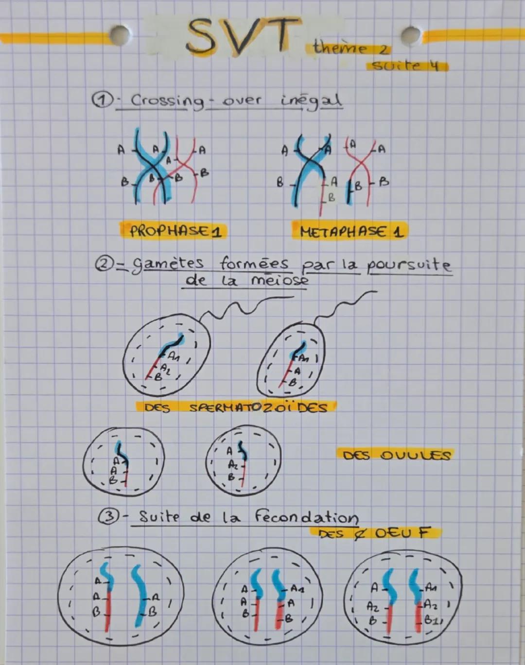 --- OCR Start ---
SVT theme 2
génétique et évolution
la biodiversité siobserve à differentes échelles.
ecosystemi qabse diversité des paramè