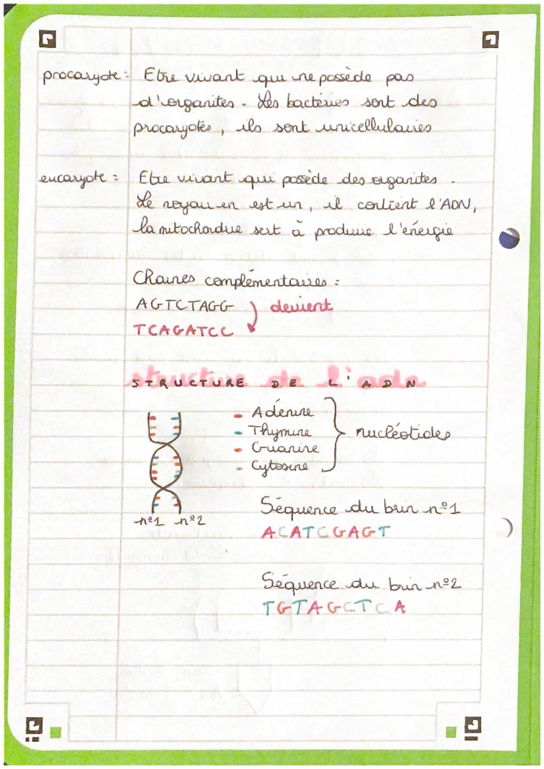 SVT
24
l'adn est formé de deux bruns différents
est présent dans le cytoplasme des
procaryotes et le noyau des eucarystes
est une molécule
c
