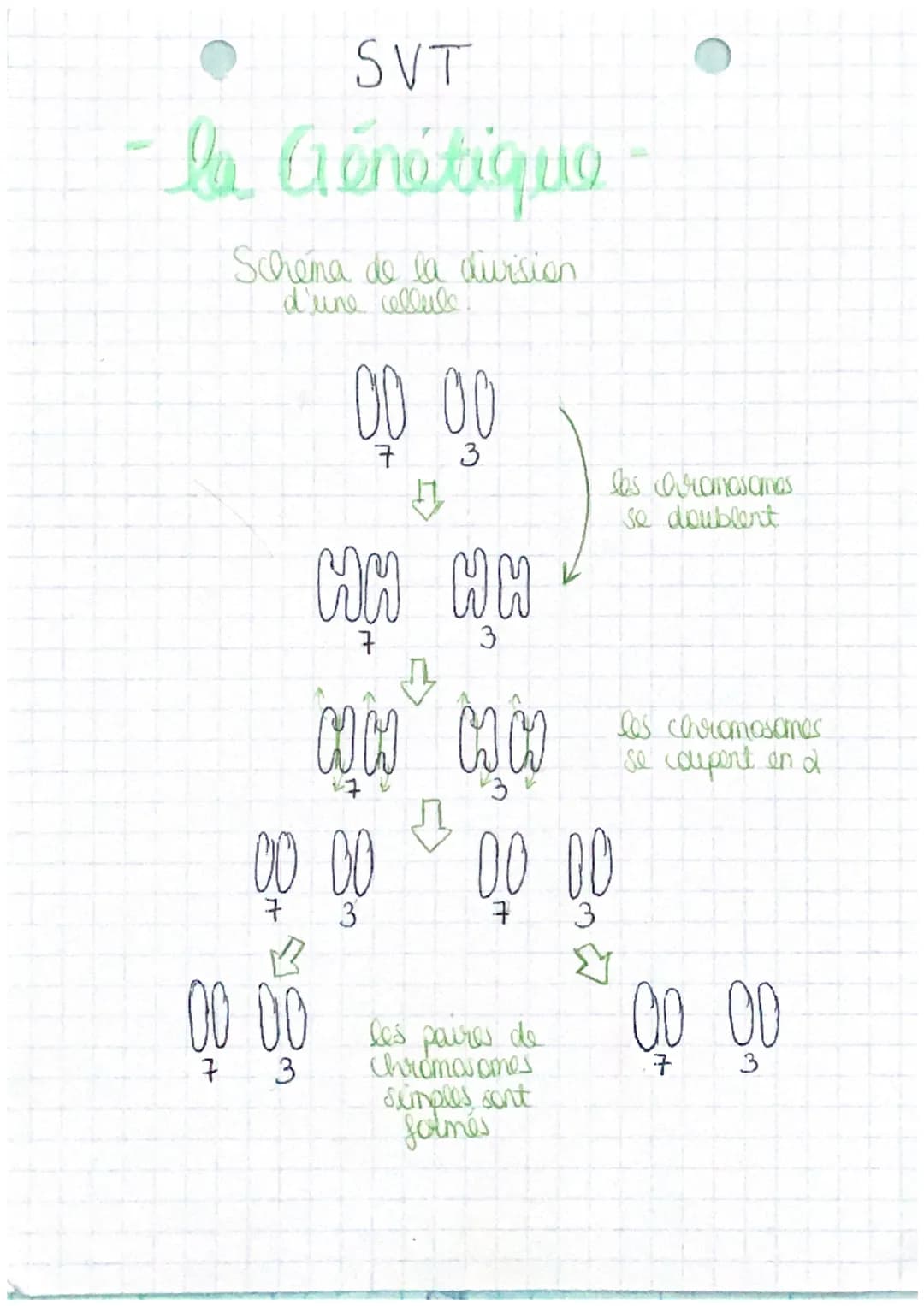 SVT
la Aénétique
Schema de la division.
d'une cellule!
00 00
7
3
MH MH
3
сосо
00 00
3
сосо
00 00 les paires de
7
3
00 00
7
simples sont
folm