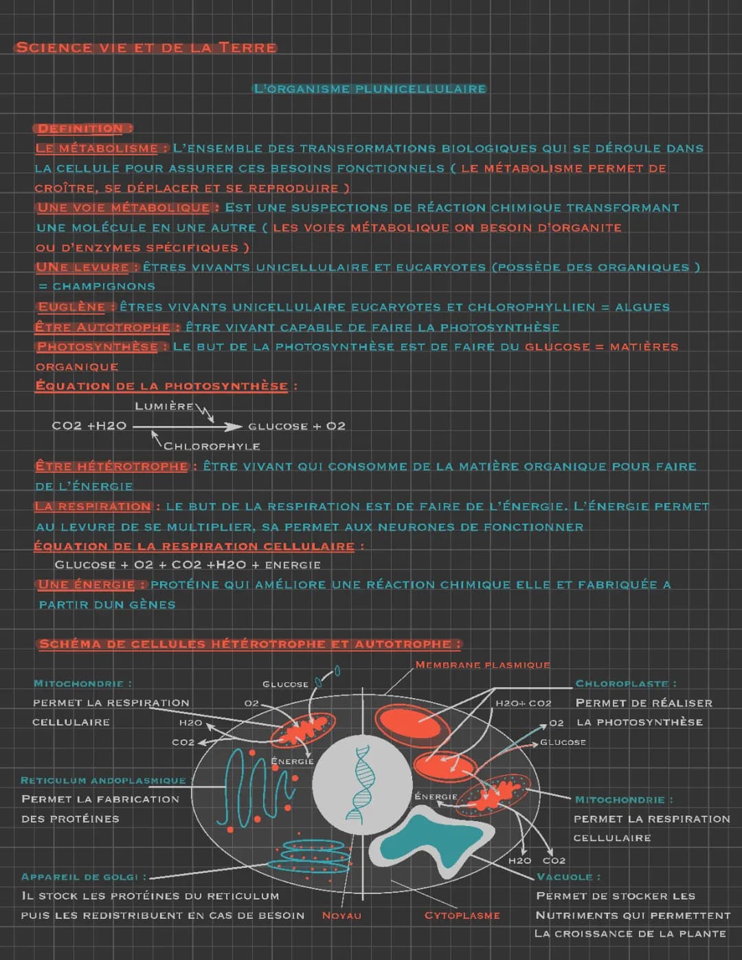 Tout savoir sur le métabolisme cellulaire : PDF et exercices corrigés pour la Seconde