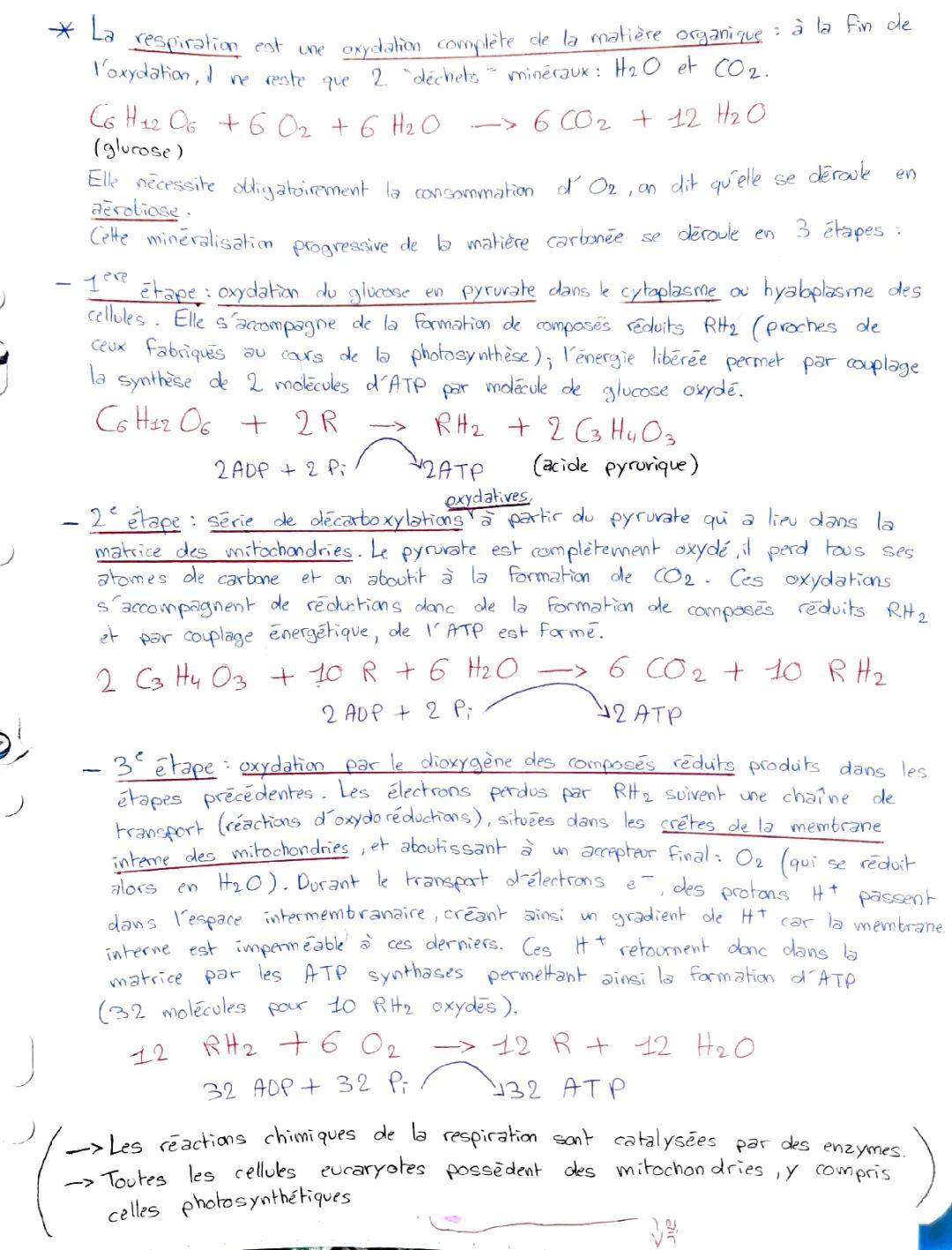 Les étapes de la respiration cellulaire pour les débutants - PDF, Formule et Schéma