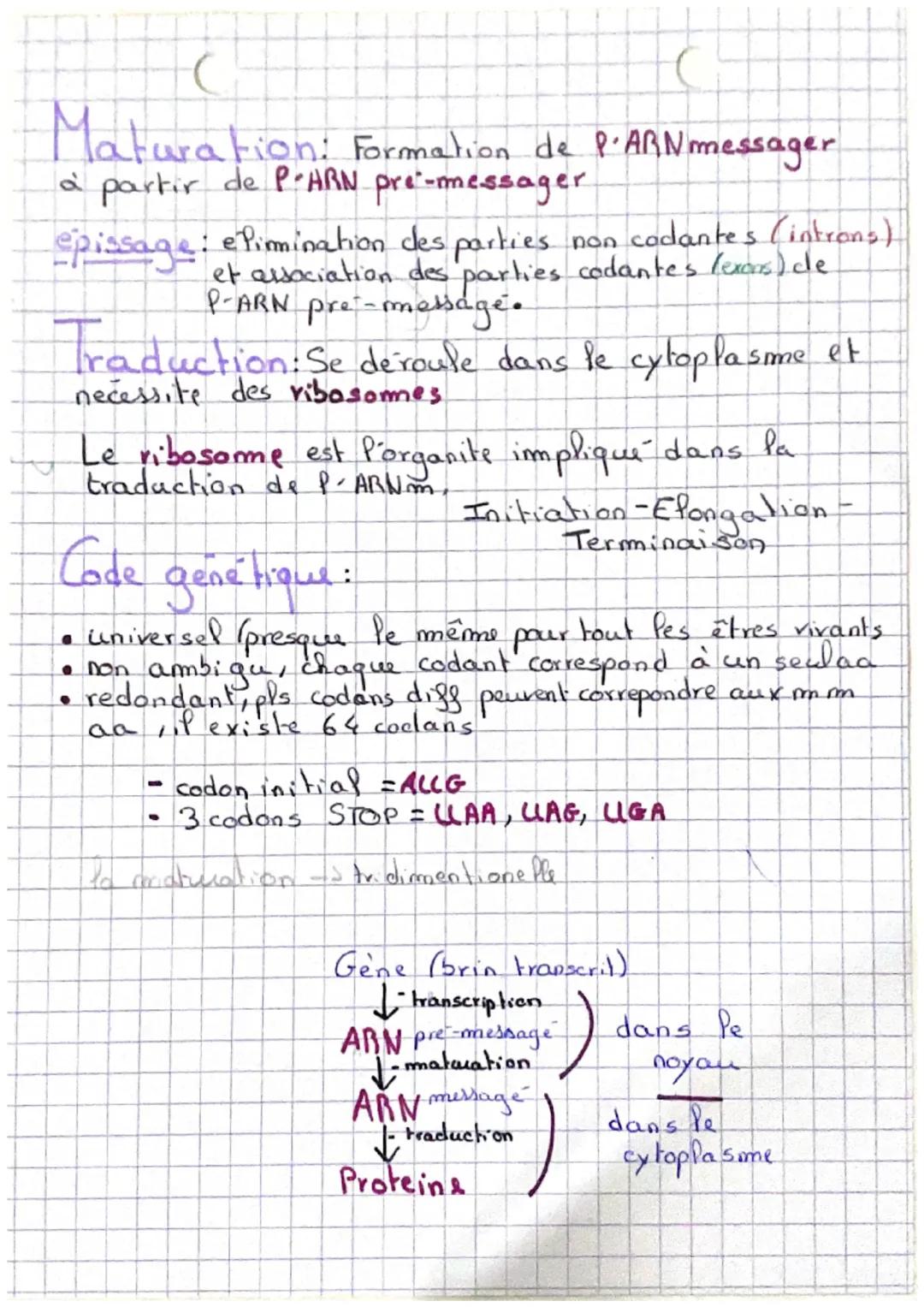 SVT
L'expression de l'information genetique
ADN: Se localise dans le
mucleotide, sa sequence
noyau, son unité est le
est nucleotidique, comp