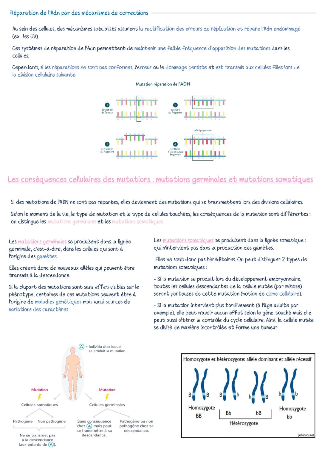 Les Mutations et Réparation de l'ADN - Cours et Exemples