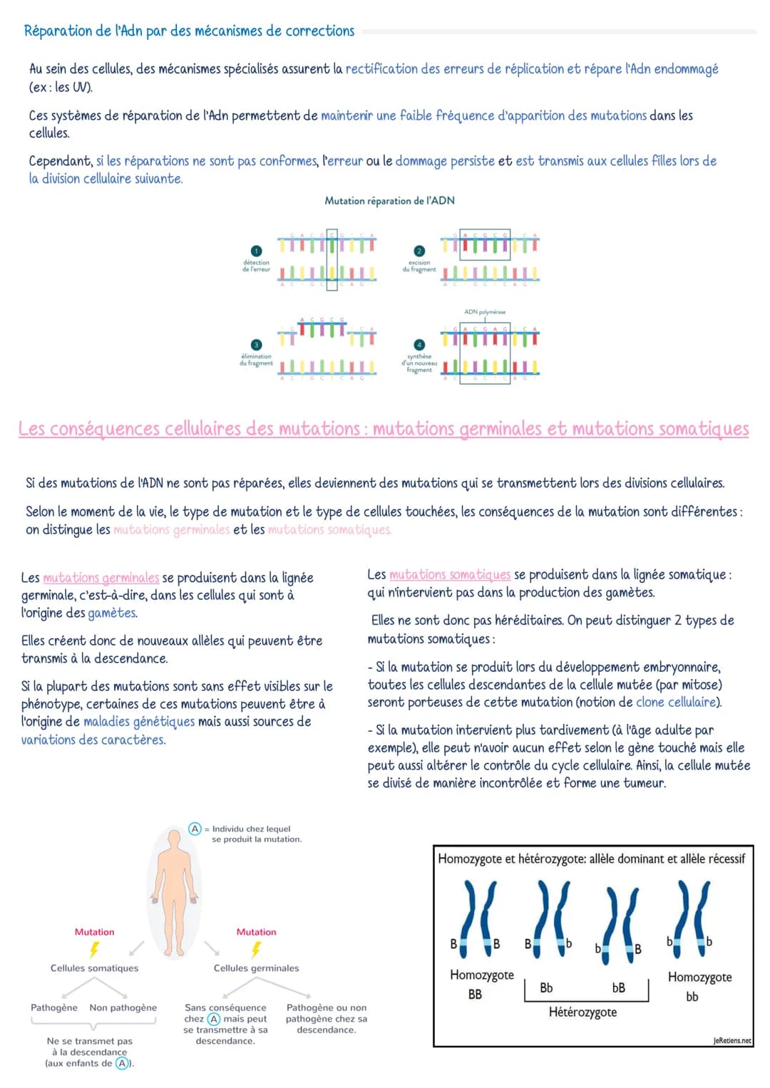 Réparation de l'Adn par des mécanismes de corrections
Au sein des cellules, des mécanismes spécialisés assurent la rectification des erreurs