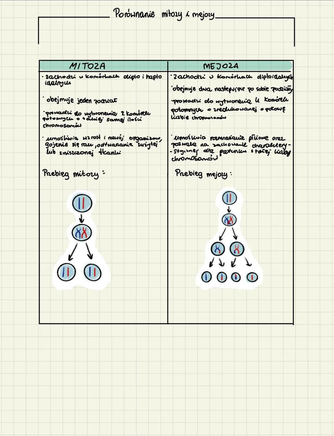 # mejoمح

1) Mesora - to podział jądra komórkowego, dzięki któremu z jednej komórki macierystėj
powstają 4 • zredukowanej liczbie chromosomó