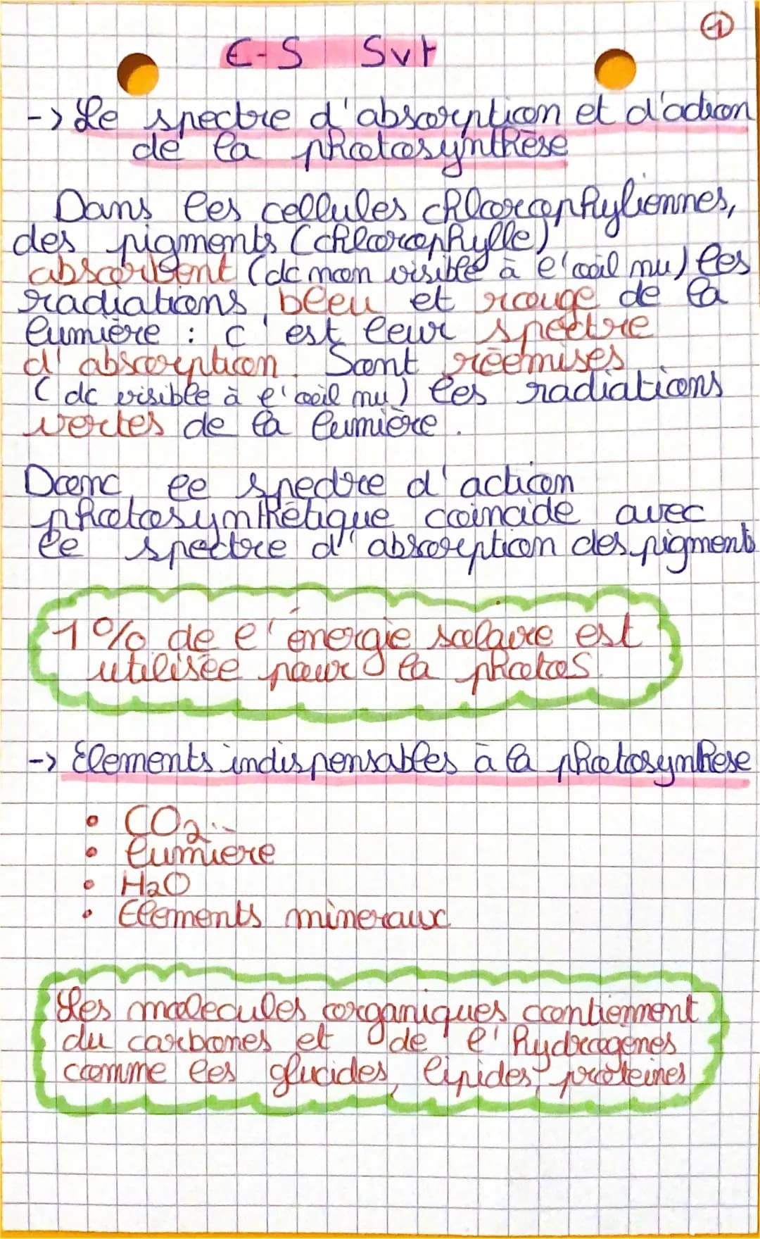 €-S
SvF
- Le spectre d'absorption et d'adion
de la photosynthese
Dans les cellules chlorophyliennes,
des pigments (chlorophylle)
absorbent (