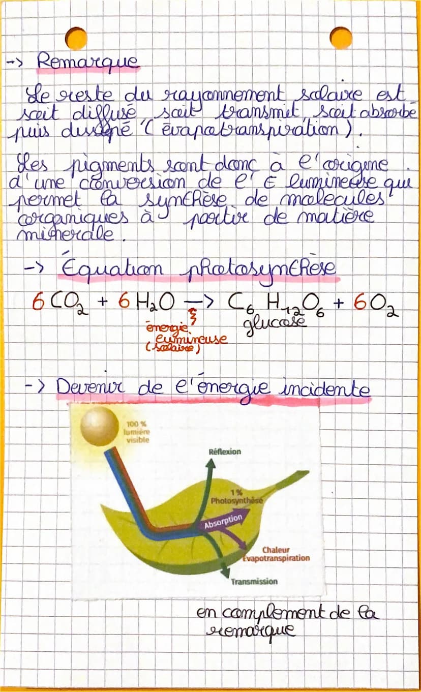 €-S
SvF
- Le spectre d'absorption et d'adion
de la photosynthese
Dans les cellules chlorophyliennes,
des pigments (chlorophylle)
absorbent (
