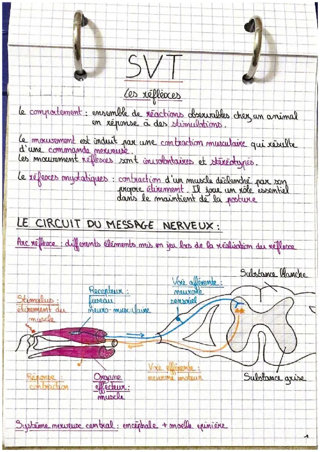 Découvre les réflexes myotatiques et la transmission synaptique!