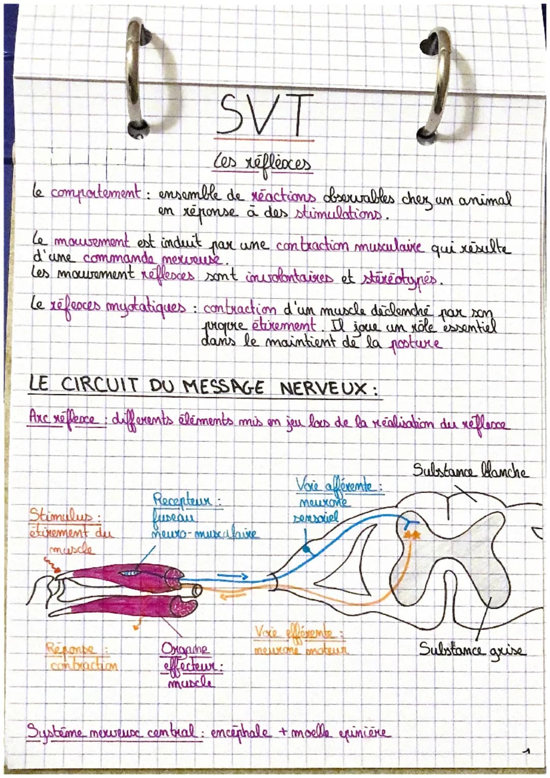 2
SVT
Les réflexes
le comportement : ensemble de reactions observables chez un animal
en réponse à des stimulations.
le mouvement est induit