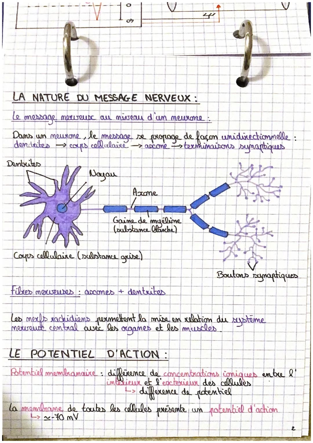 2
SVT
Les réflexes
le comportement : ensemble de reactions observables chez un animal
en réponse à des stimulations.
le mouvement est induit
