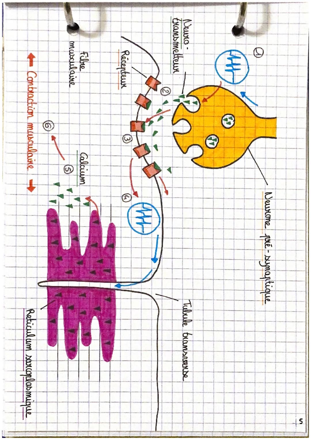 2
SVT
Les réflexes
le comportement : ensemble de reactions observables chez un animal
en réponse à des stimulations.
le mouvement est induit