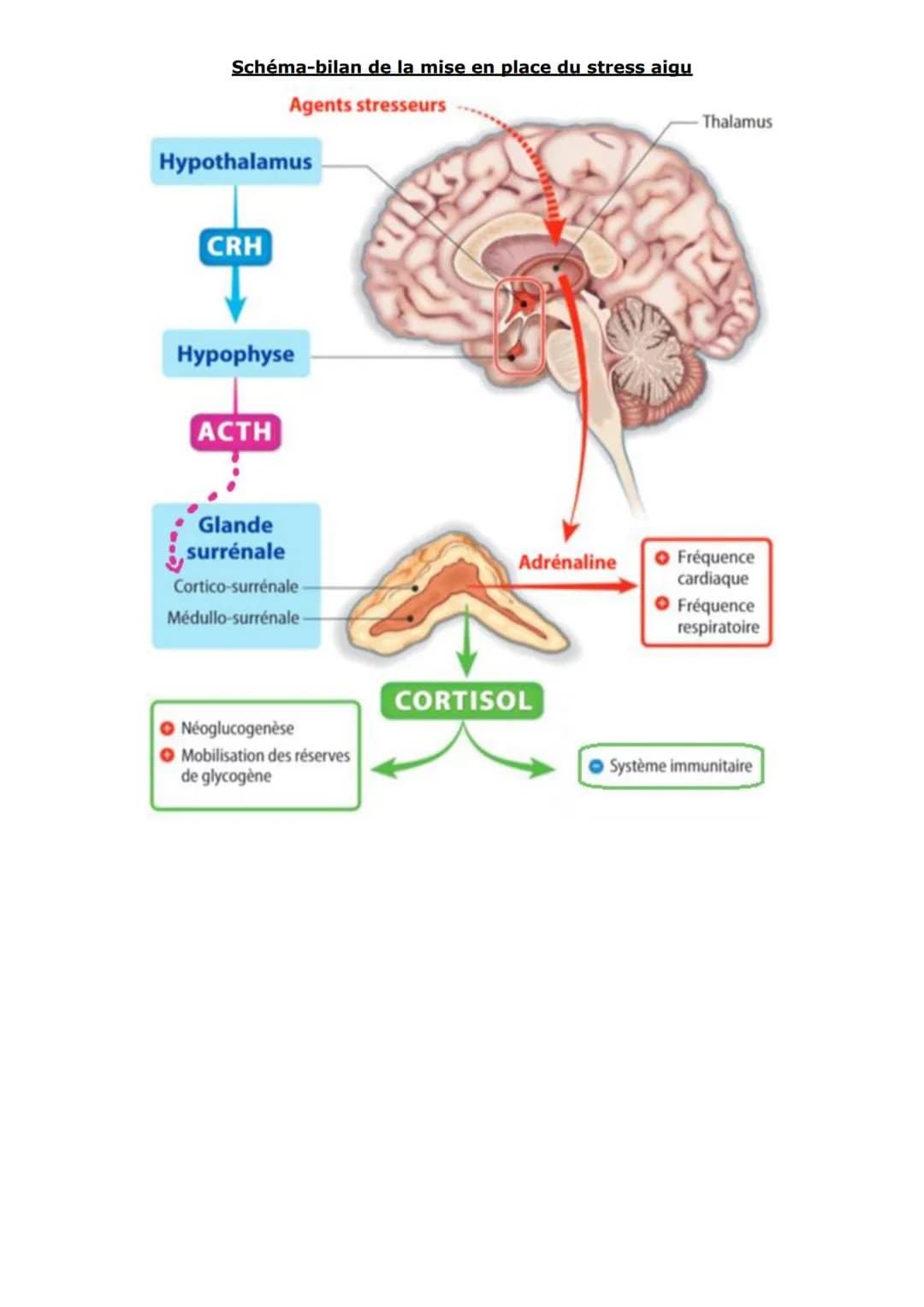 Thème 3 - Corps humain et santé
Chapitre 19:
Comportements et stress : l'adaptabilité de l'organisme
Nous vivons dans un environnement varia
