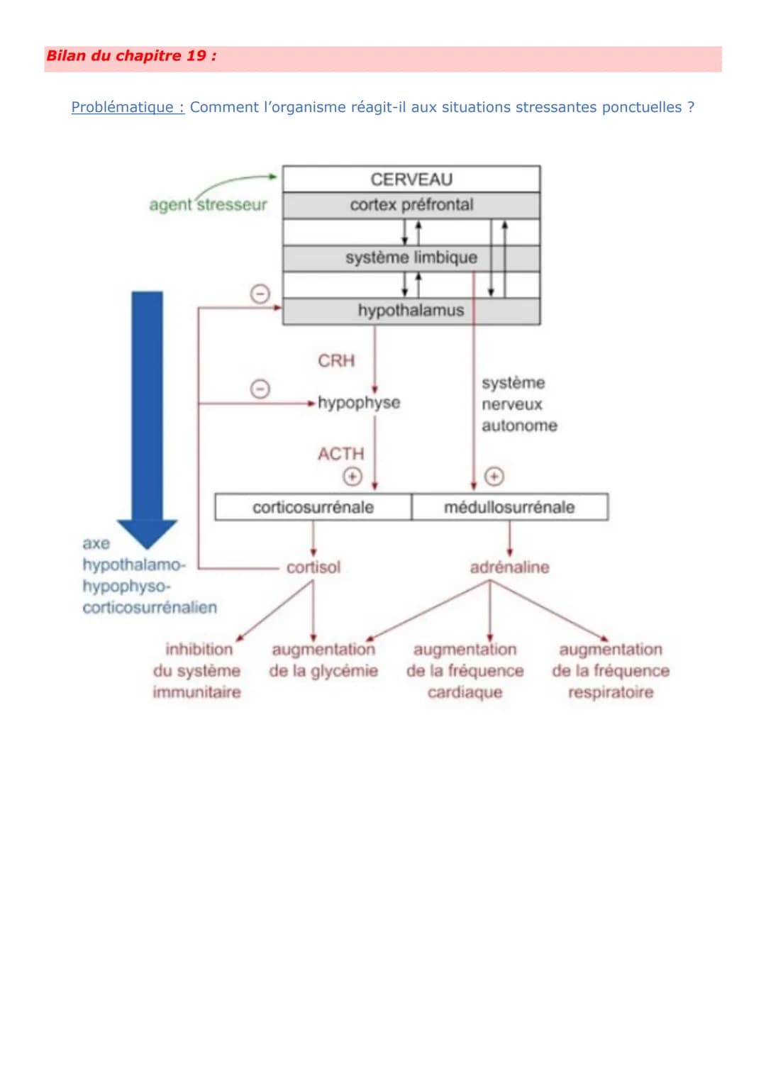 Thème 3 - Corps humain et santé
Chapitre 19:
Comportements et stress : l'adaptabilité de l'organisme
Nous vivons dans un environnement varia