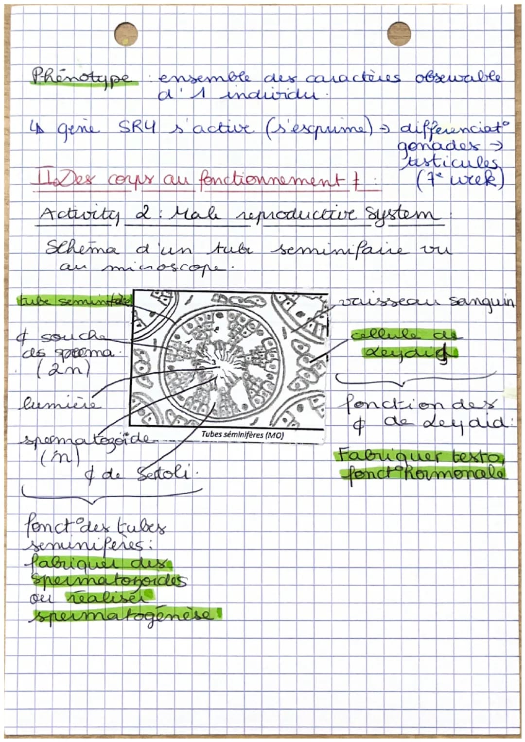 1
•Corps humains fecondat à puberti
I- Stade indiferencie à diferentiation
Chromosomes.
sescuels
OSETENCES. V TO T₂ C₁
XY
↓
presence
gene SR