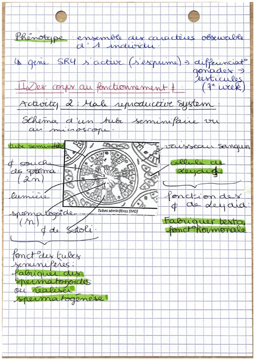 1
•Corps humains fecondat à puberti
I- Stade indiferencie à diferentiation
Chromosomes.
sescuels
OSETENCES. V TO T₂ C₁
XY
↓
presence
gene SR