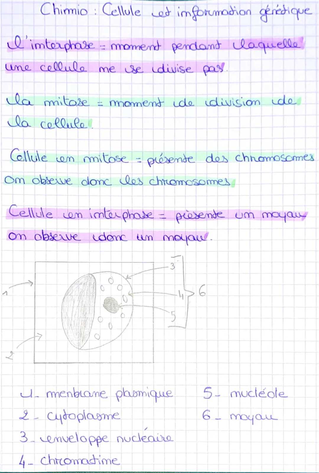 Cycle Cellulaire: ADN, Réplication et Schéma - ST2S