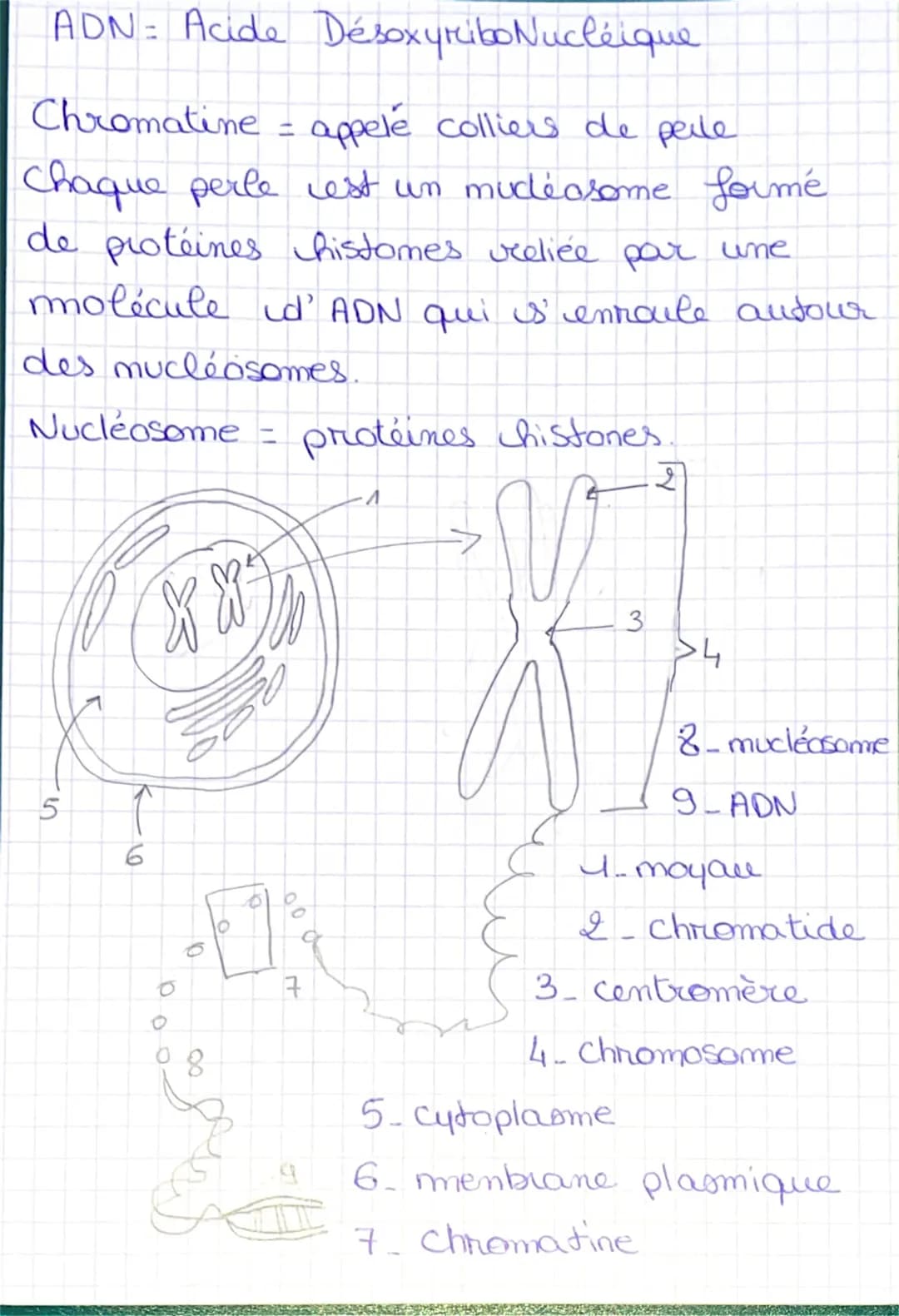 I'imterphase
une cellule me se divise pas.
Chimio: Cellule et information génétique
= moment pendant laquelle
Ila mitose
la cellule
S
Cellul