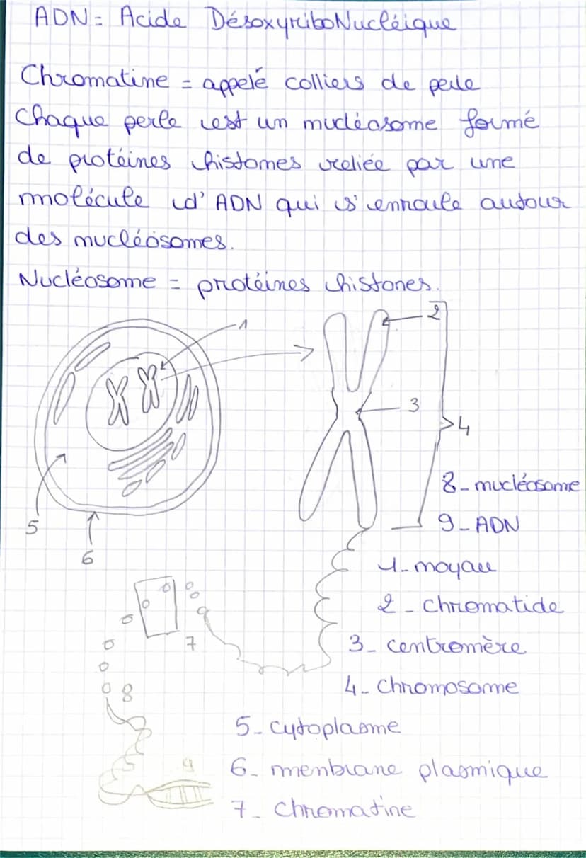 I'imterphase
une cellule me se divise pas.
Chimio: Cellule et information génétique
= moment pendant laquelle
Ila mitose
la cellule
S
Cellul