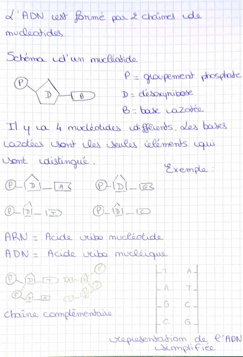 I'imterphase
une cellule me se divise pas.
Chimio: Cellule et information génétique
= moment pendant laquelle
Ila mitose
la cellule
S
Cellul