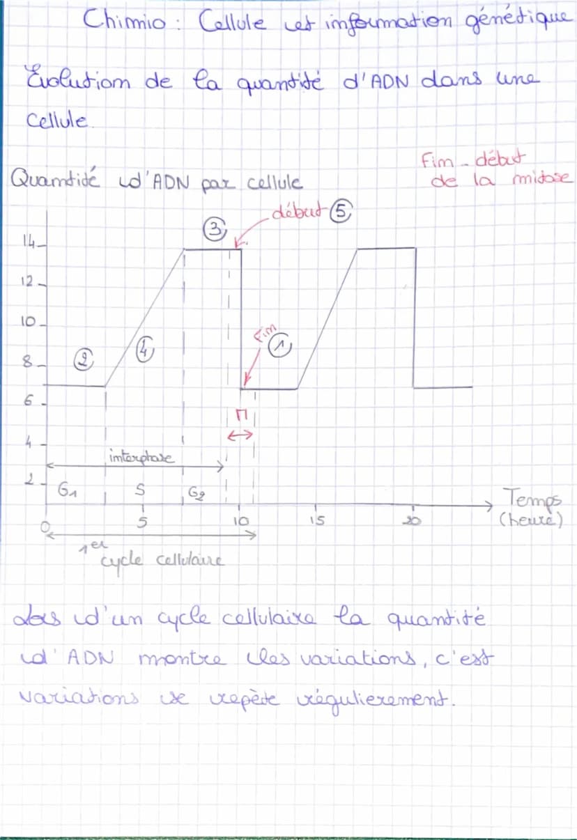 I'imterphase
une cellule me se divise pas.
Chimio: Cellule et information génétique
= moment pendant laquelle
Ila mitose
la cellule
S
Cellul