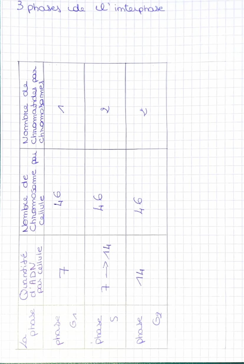I'imterphase
une cellule me se divise pas.
Chimio: Cellule et information génétique
= moment pendant laquelle
Ila mitose
la cellule
S
Cellul