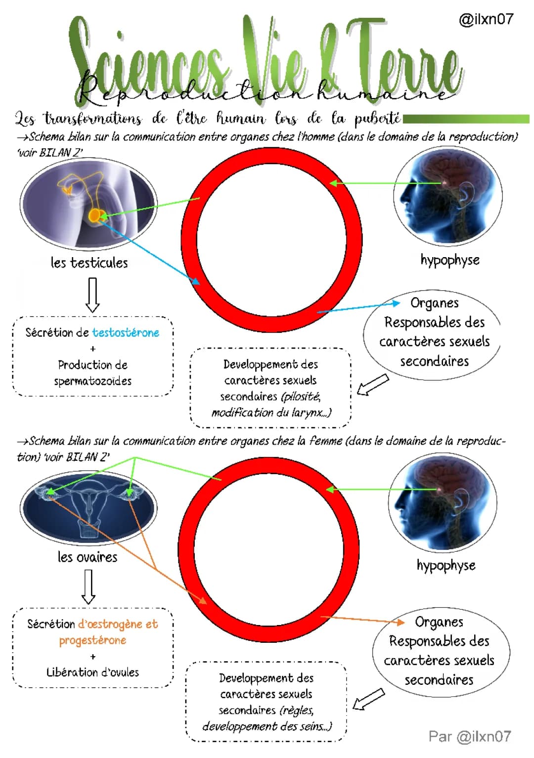 SCIENCES. VIE & TERRE la reproduction humaine (chapitre 1/3) [niveau 3ème]