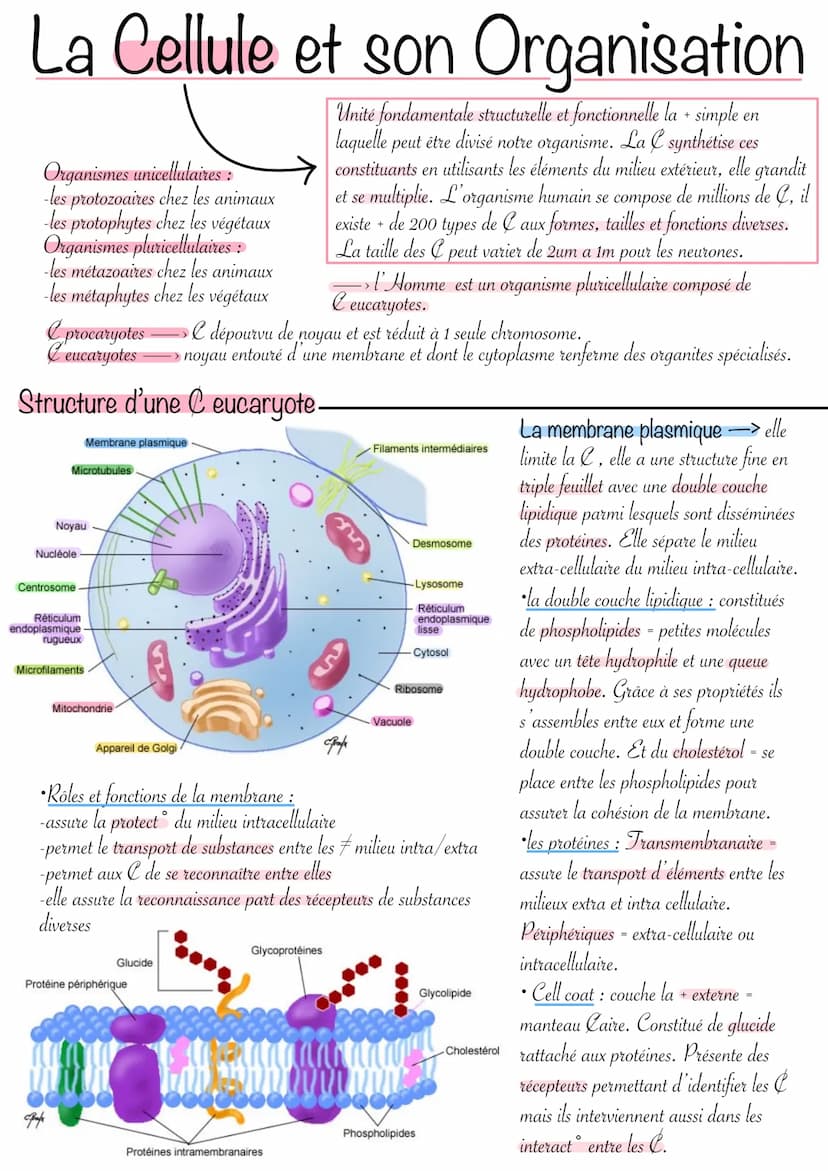 Pore nucléaire
Enveloppe
nucléaire
Nucléole
Chromatine
Nucléoplasme
au
Le noyau -> il renferme des infos indispensables
fonctionnement et à 