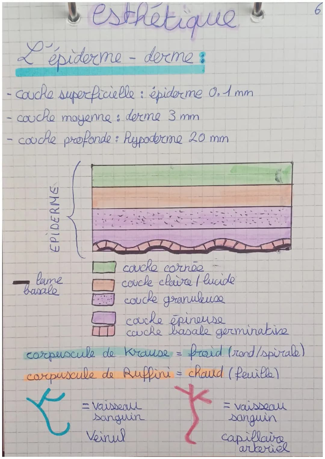 -
1
I esthétique
L'épiderme - derme :
couche superficielle : épiderme 0.1 mm
couche moyenne : derme 3 mm.
couche profonde : hypoderme 20 mm
