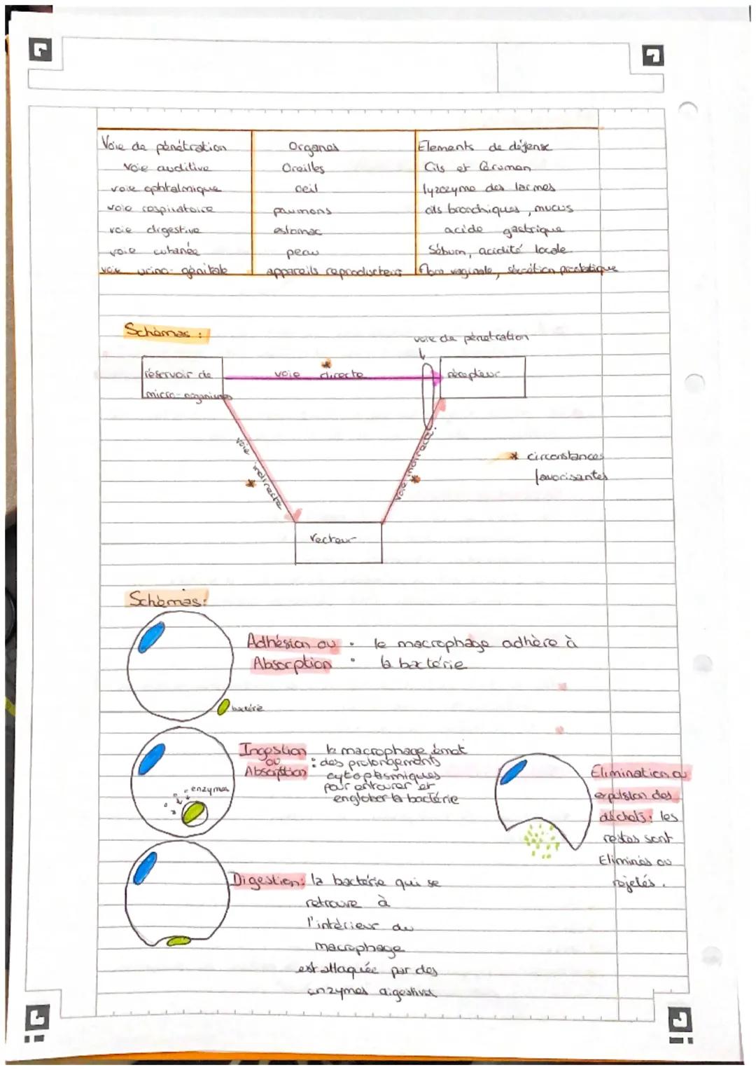 # Microbidogie.

- les micro-organismes

  eprotozoaires

  • dgues micracopiques.

  VICUS

  @bactérie

  eles champignons microscopiques.