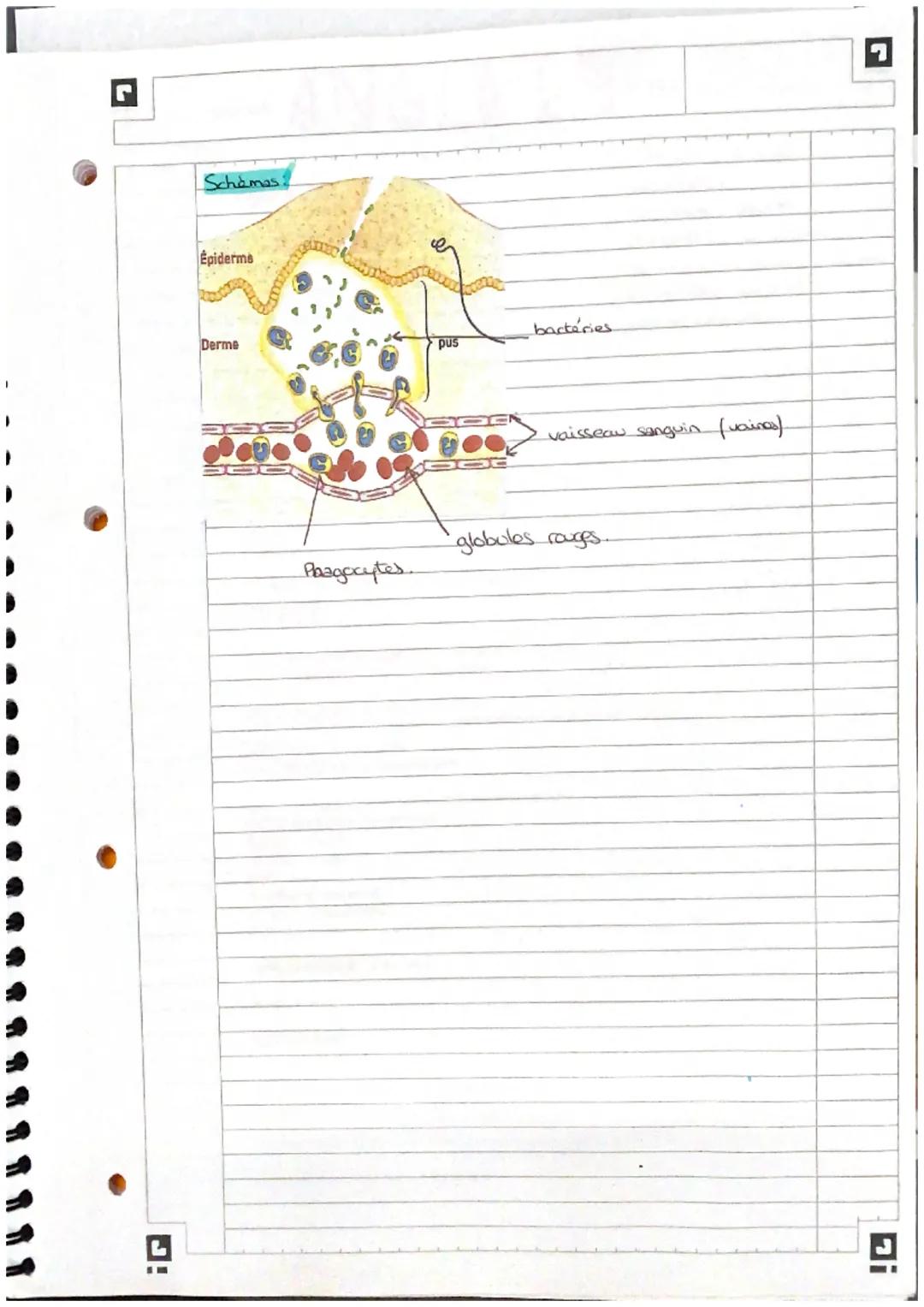 # Microbidogie.

- les micro-organismes

  eprotozoaires

  • dgues micracopiques.

  VICUS

  @bactérie

  eles champignons microscopiques.